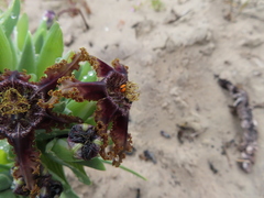 Ferraria foliosa