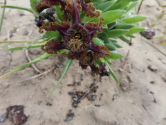 Ferraria foliosa
