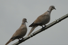 Streptopelia decaocto