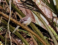 Mimus polyglottos image