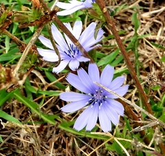Cichorium intybus