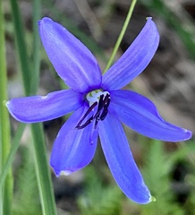 Agrostocrinum scabrum