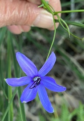 Agrostocrinum scabrum