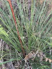 Agrostocrinum scabrum