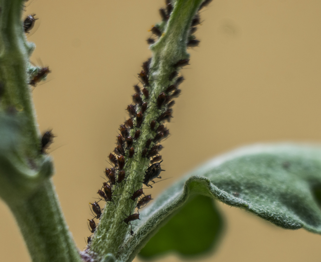 Brown Chrysanthemum Aphid
