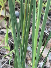 Agrostocrinum scabrum