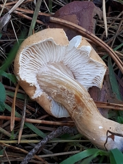 Cystoderma jasonis