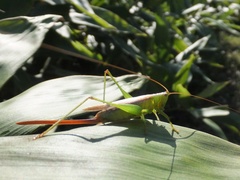 Conocephalus exemptus