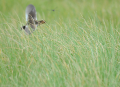 Coturnicops noveboracensis