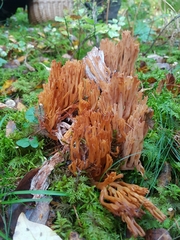 Ramaria brunneicontusa