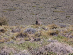 Rhea pennata