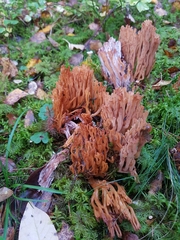 Ramaria brunneicontusa