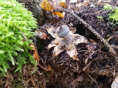 Geastrum pectinatum