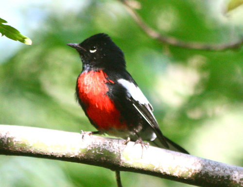 Myioborus pictus