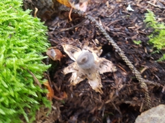 Geastrum pectinatum