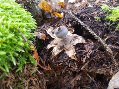 Geastrum pectinatum