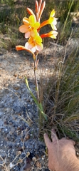 Watsonia schlechteri