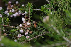 Thryptomene