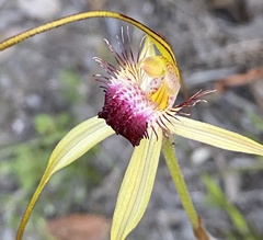 Caladenia heberleana