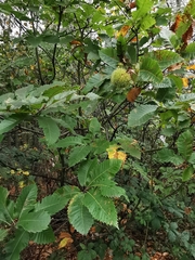 Castanea sativa