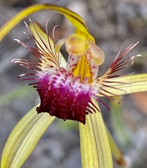 Caladenia heberleana