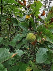Castanea sativa