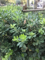 Pittosporum tobira