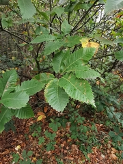 Castanea sativa