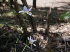Dietes iridioides