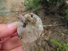 Trigonephrus globulus