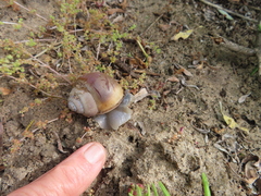 Trigonephrus globulus