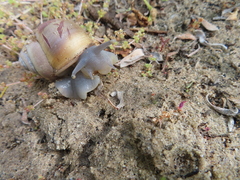Trigonephrus globulus