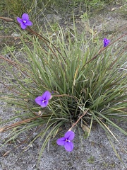 Patersonia juncea