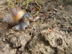 Trigonephrus globulus