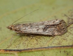 Achyra affinitalis