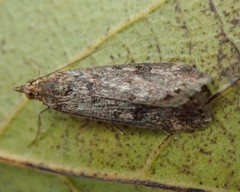 Achyra affinitalis