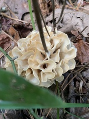 Sparassis spathulata