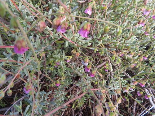 Image of Hermannia trifurca by (c) linkie, some rights reserved (CC BY)