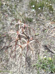 Caladenia polychroma