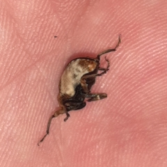 Cryptorhynchus melastomae