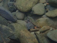 Rhinogobius henchuenensis