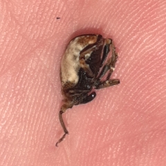 Cryptorhynchus melastomae