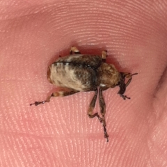 Cryptorhynchus melastomae