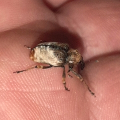 Cryptorhynchus melastomae