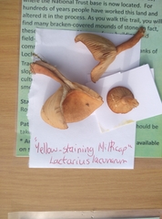 Lactarius lacunarum