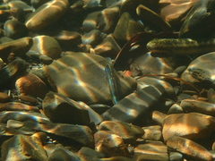 Stiphodon atropurpureus