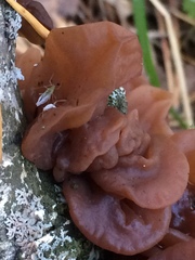 Phaeotremella frondosa