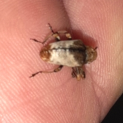 Cryptorhynchus melastomae