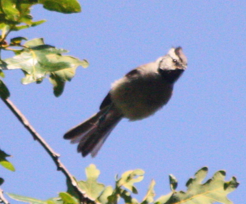 Baeolophus wollweberi