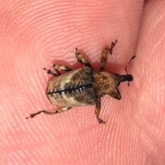 Cryptorhynchus melastomae